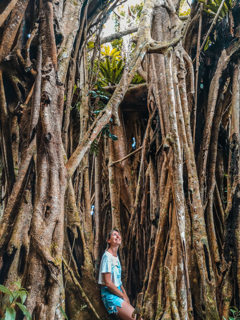 Eua Ovava Tree - Best Places to Visit in Tonga