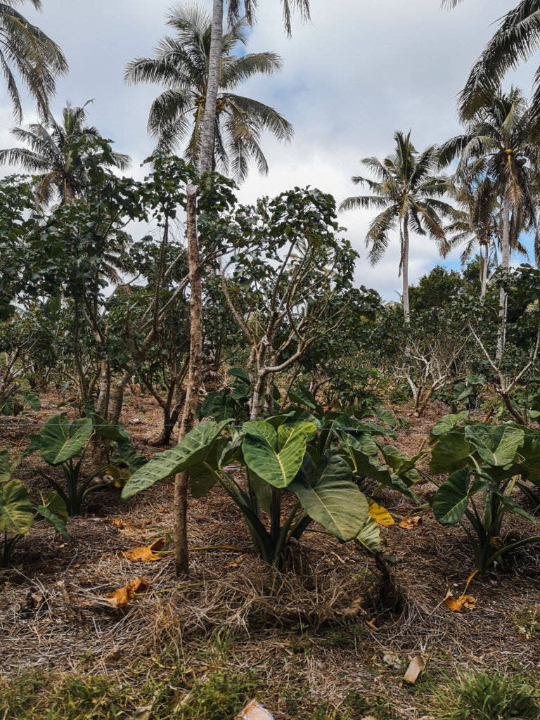 a field with a taro plant on 'Eua, Tonga