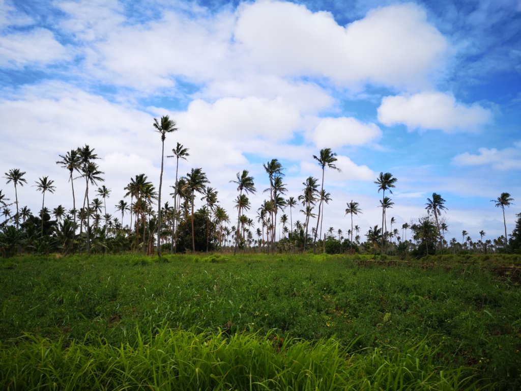 Tonga scenery