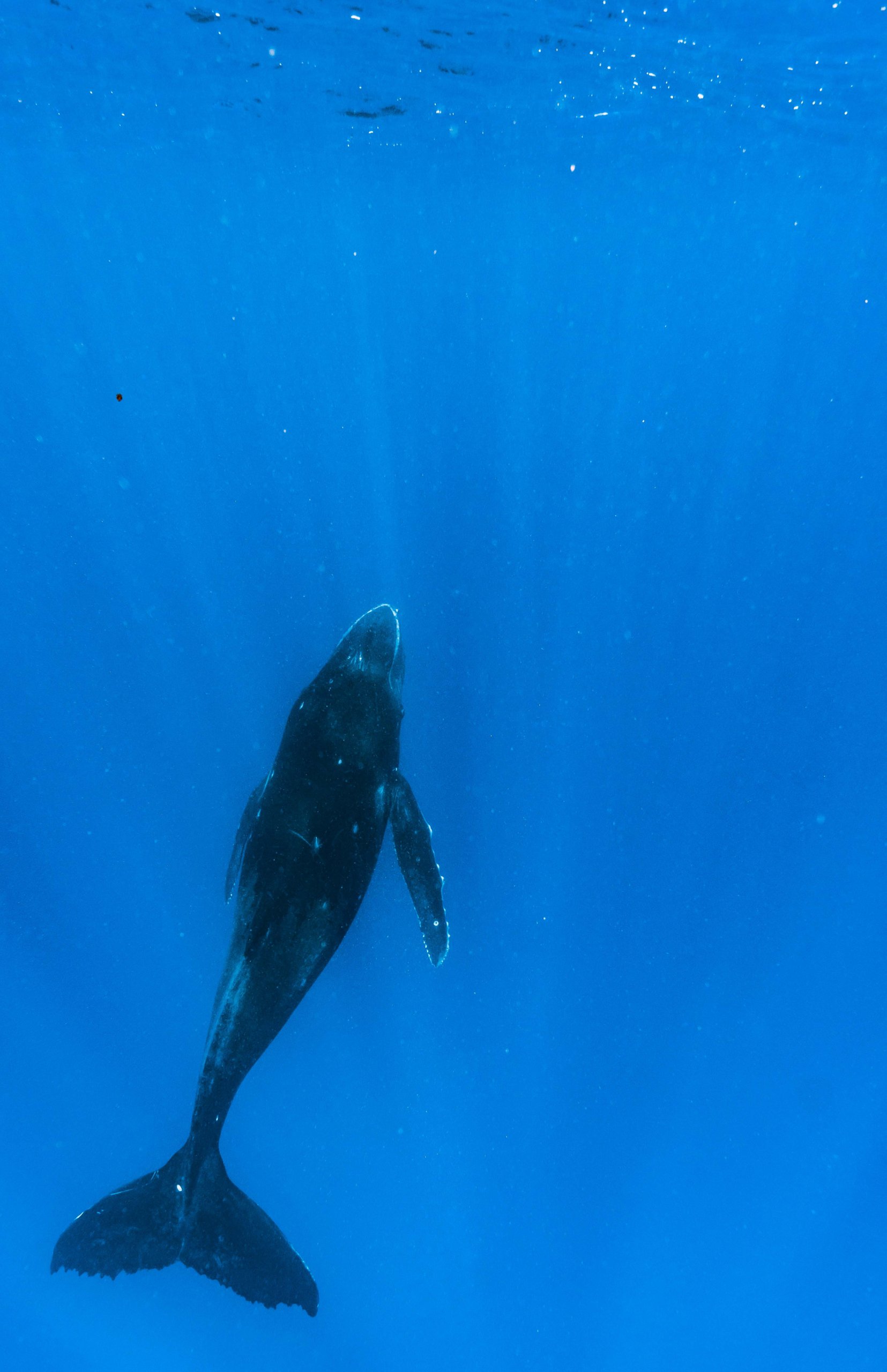 Immerse yourself in the magic of swimming with whales in Tonga - (credit to @david_palfrey 