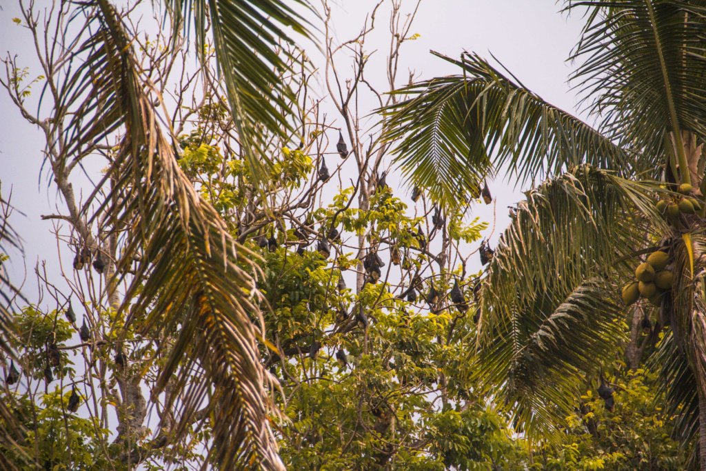 Tonga beaches: Spotting flying foxes in the trees near Liku'alofa Beach Resort.