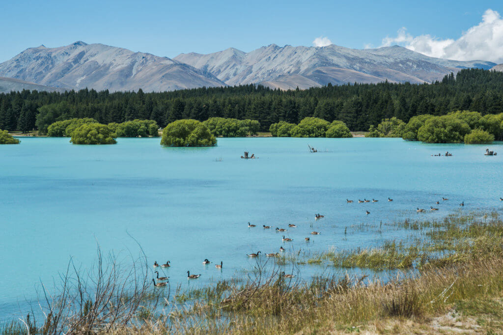 Lake Tekapo Trabel Guide New Zealand South Island