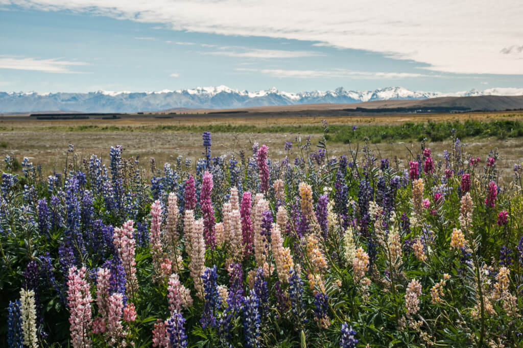 Lupins - South Island New Zealand Travel Guide