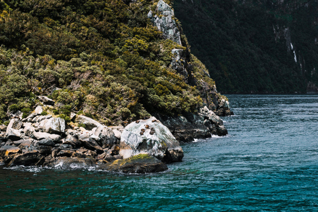 Fur Seals in Milford Sound
