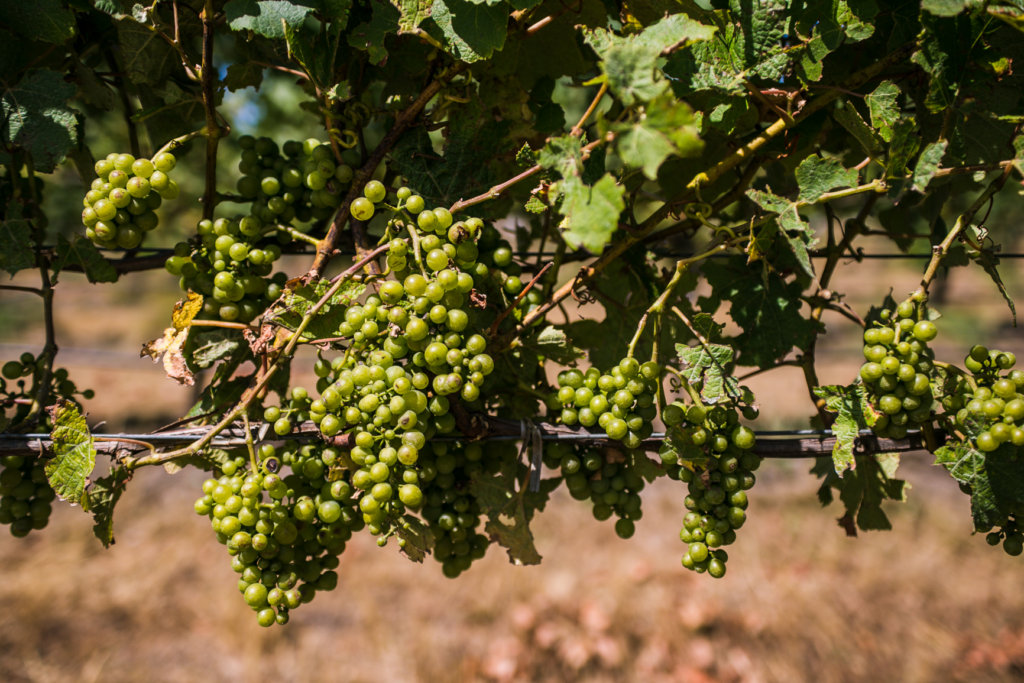 Bladen Wines - one of New Zealand Wine Regions