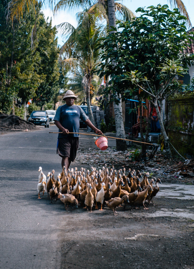 man with ducks in Bali