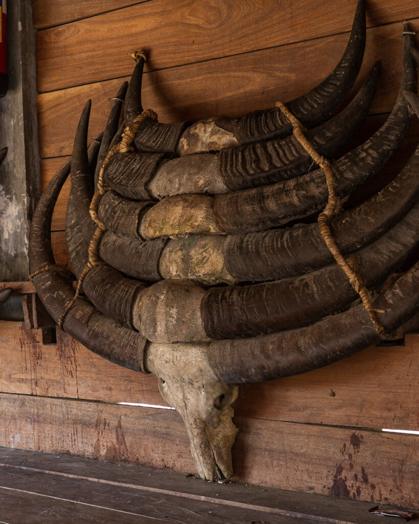Buffalo skulls in Sumba Village - Sumba places to see