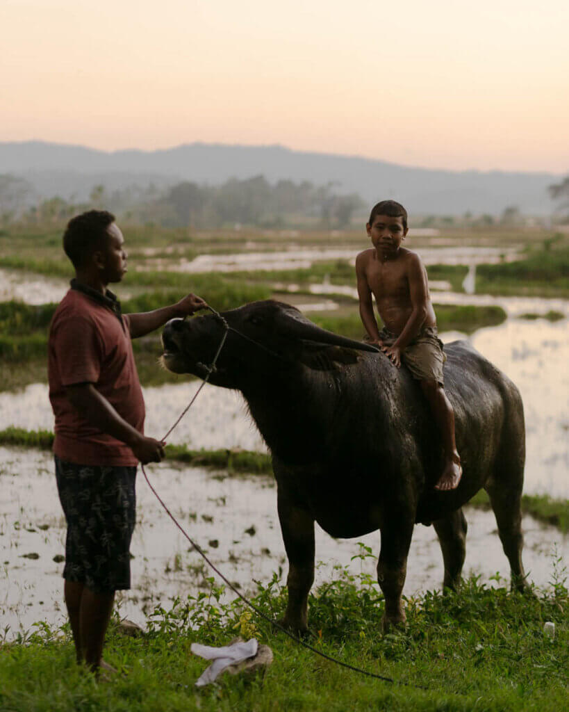 Boy rides water buffalo in Sumba