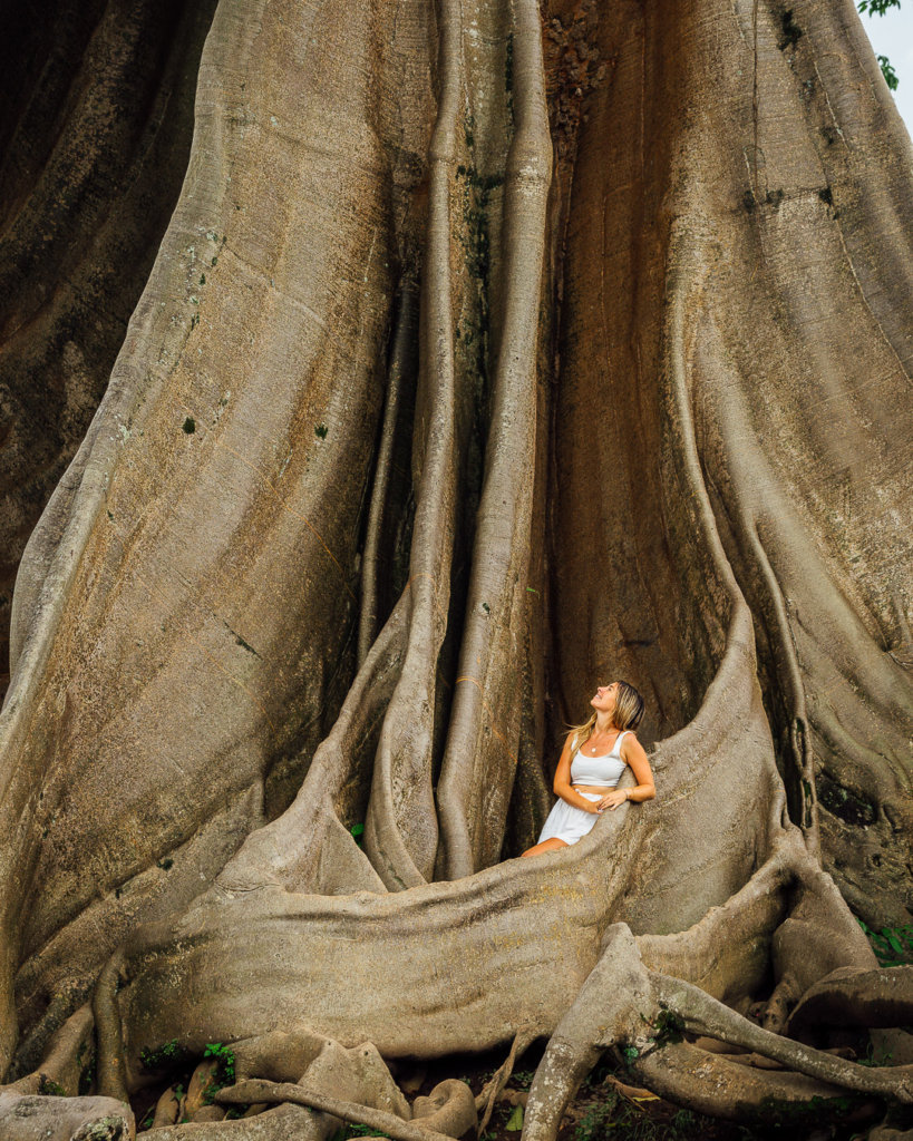 Bali Big Banyan Tree