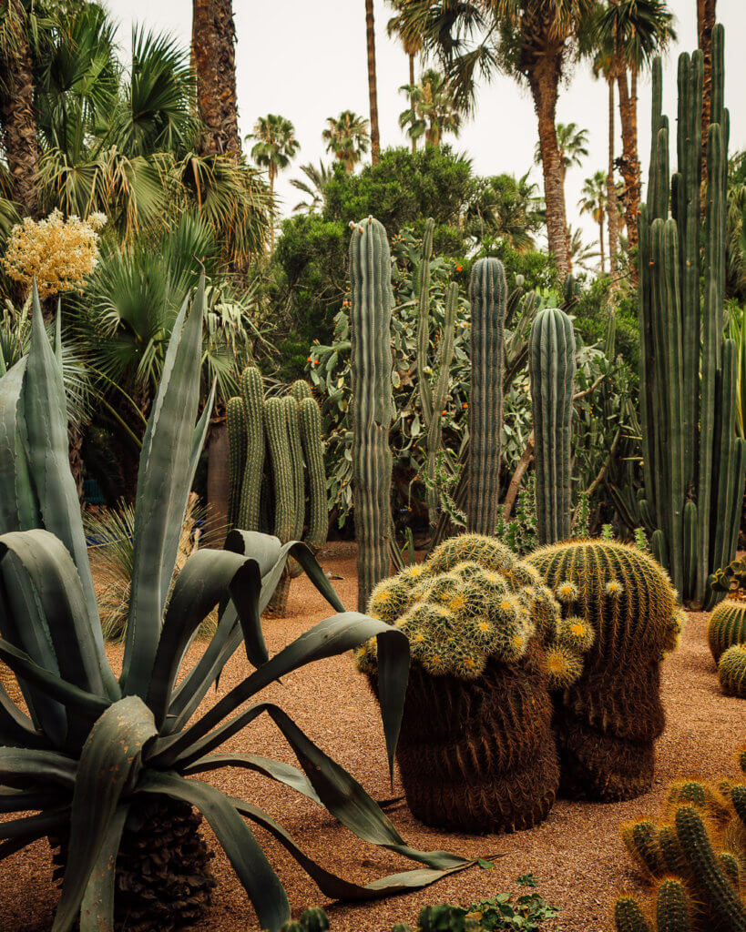 Marrakesh best things to do: visit Jardin Majorelle and the Cactus Garden
