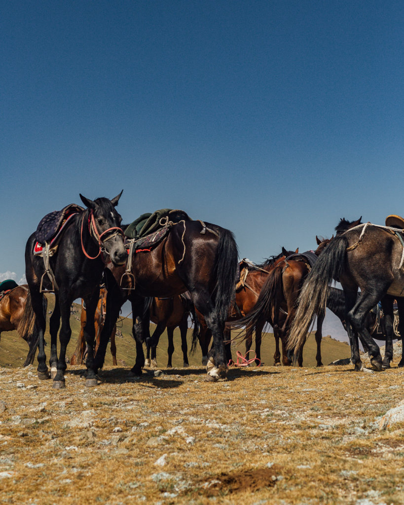 Horse Trekking in Kyrgyzstan What to Expect