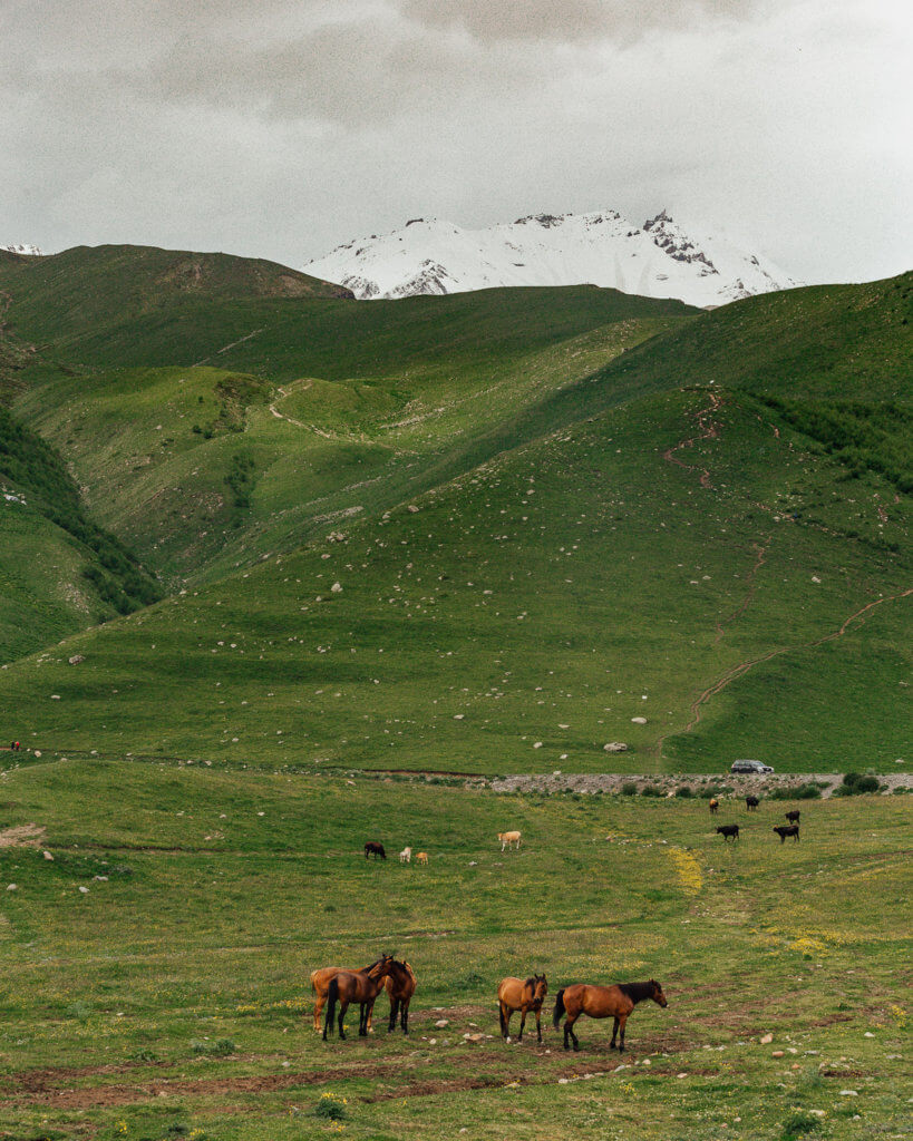 Horses in Kazbegi Georgia country itinerary