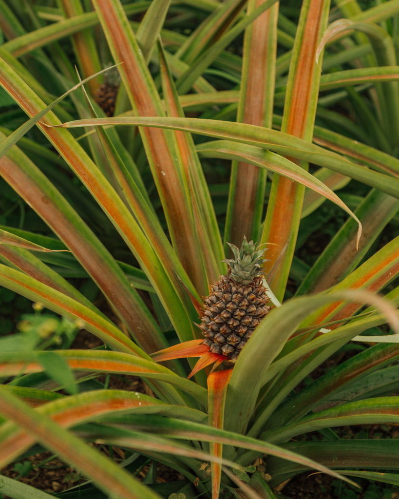 Pineapple Plantation Azores Sao Miguel tours