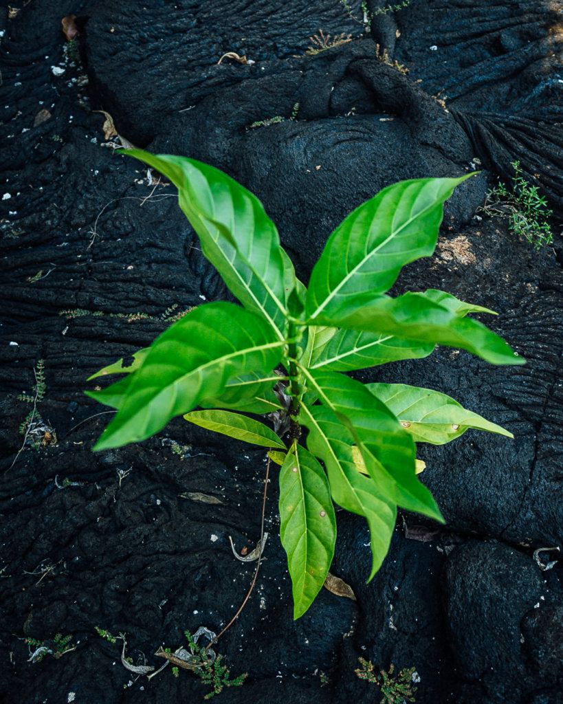 Plant grew out of lava fields in Samoa