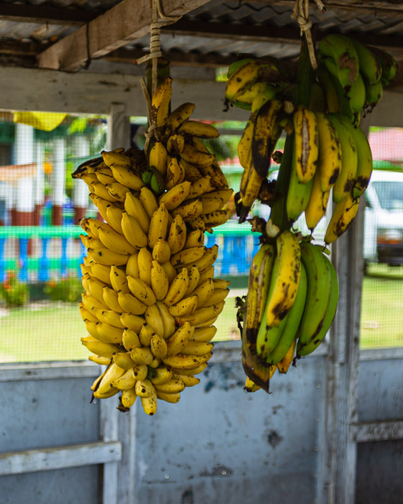 Samoa Bananas Savaii