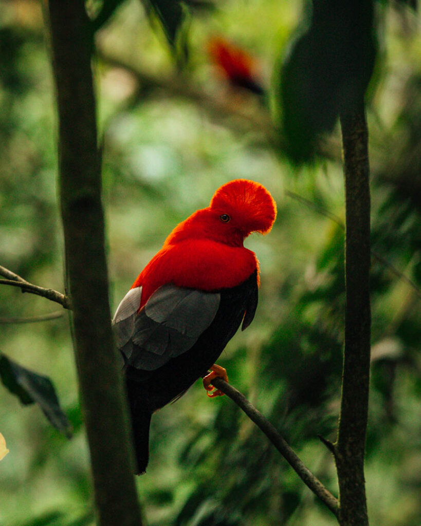 Red bird in the forest of Jardin