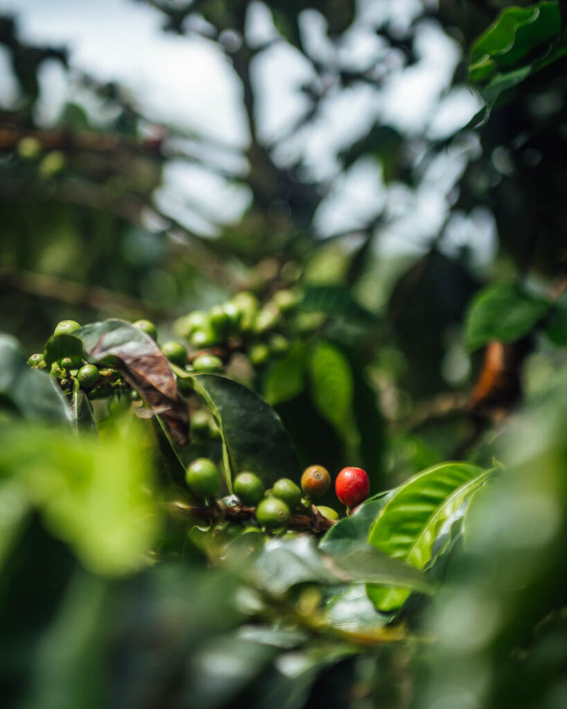 Jardin coffee plantation