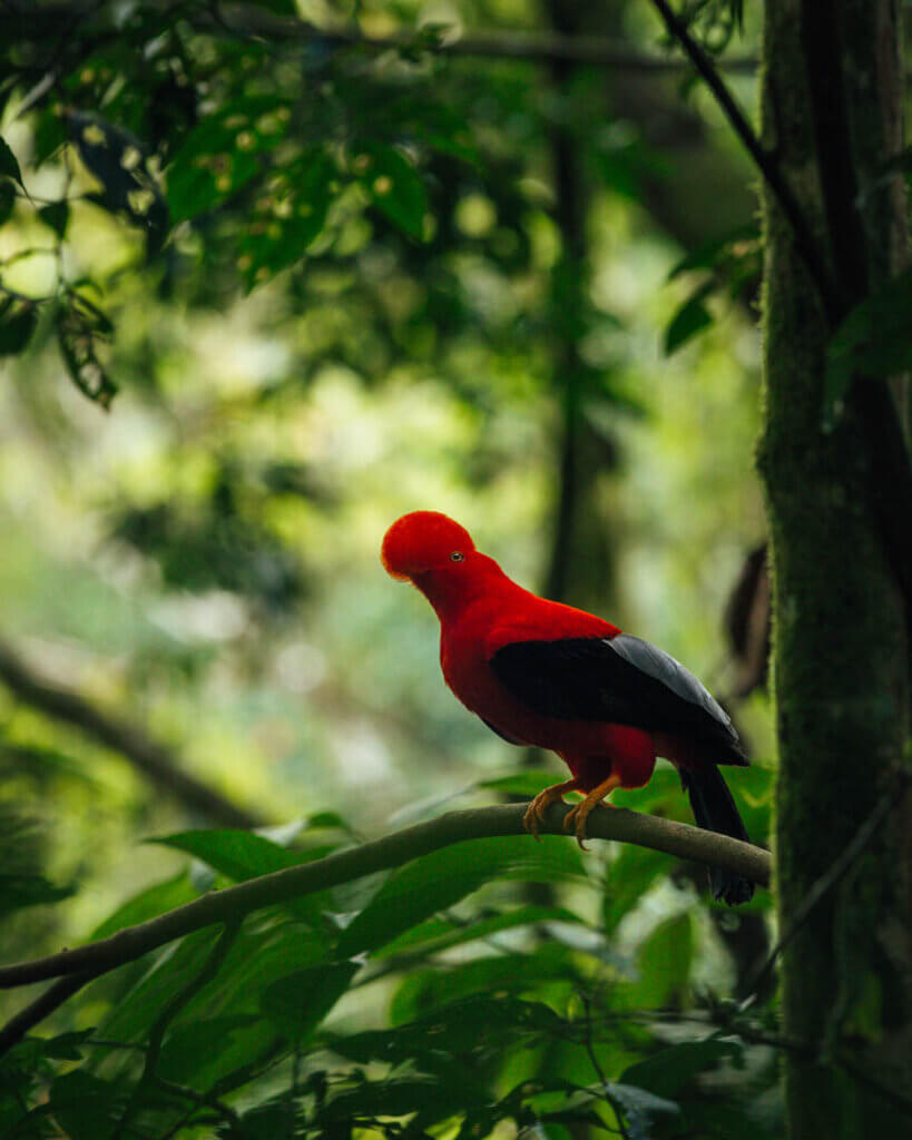 Red Gallita de la Roca Bird Colombia itinerary 2 weeks