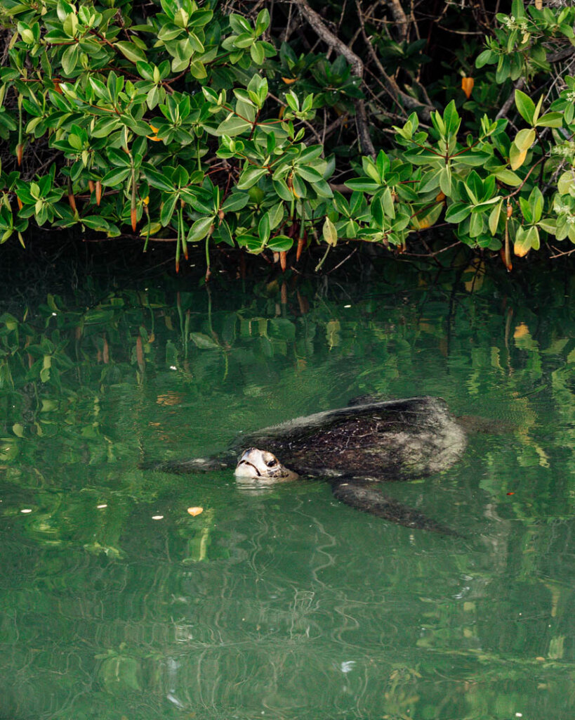 sea turtle in lagoon on Baltra Island Galapagos Islands itinerary