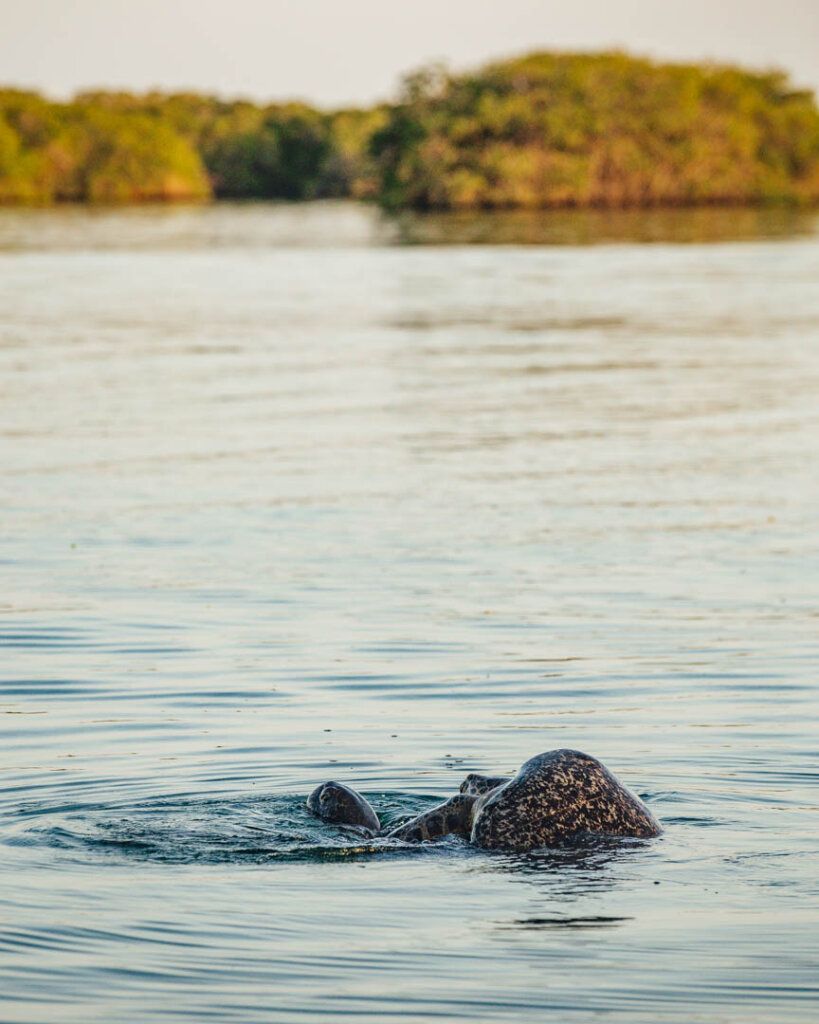 two sea turtles in water mating  on Baltra Island Galapagos Islands