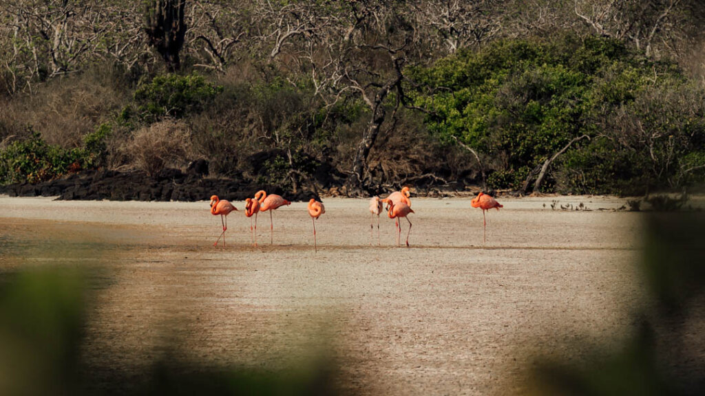 Flamingo colony in Isla Floreana: Galapagos Islands itinerary