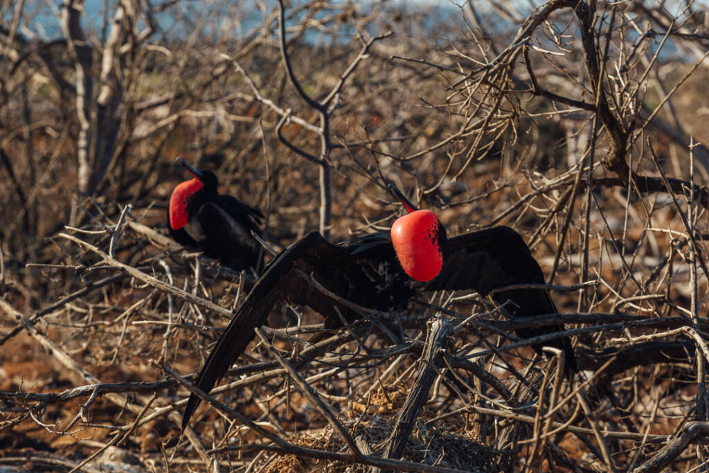 Great Frigate Birds during mating season. Seen on Galapagos Islands itinerary on North Seymour Island