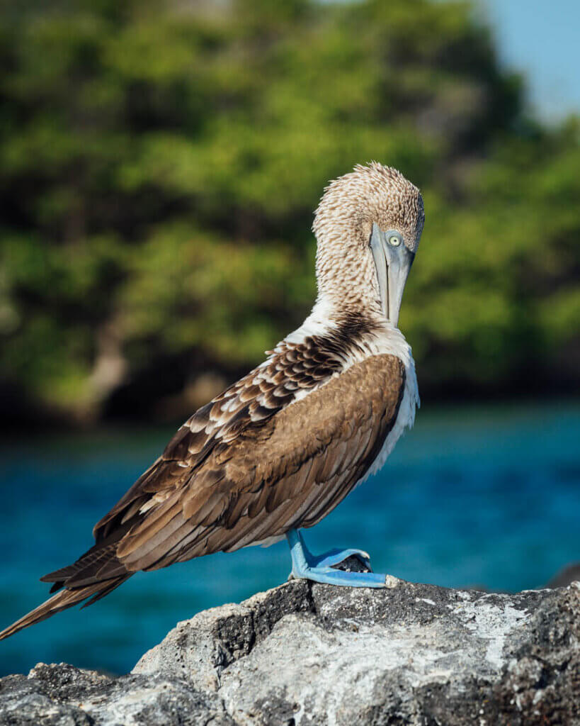 blue footed boobie on Cormorant point Galapagos Islands