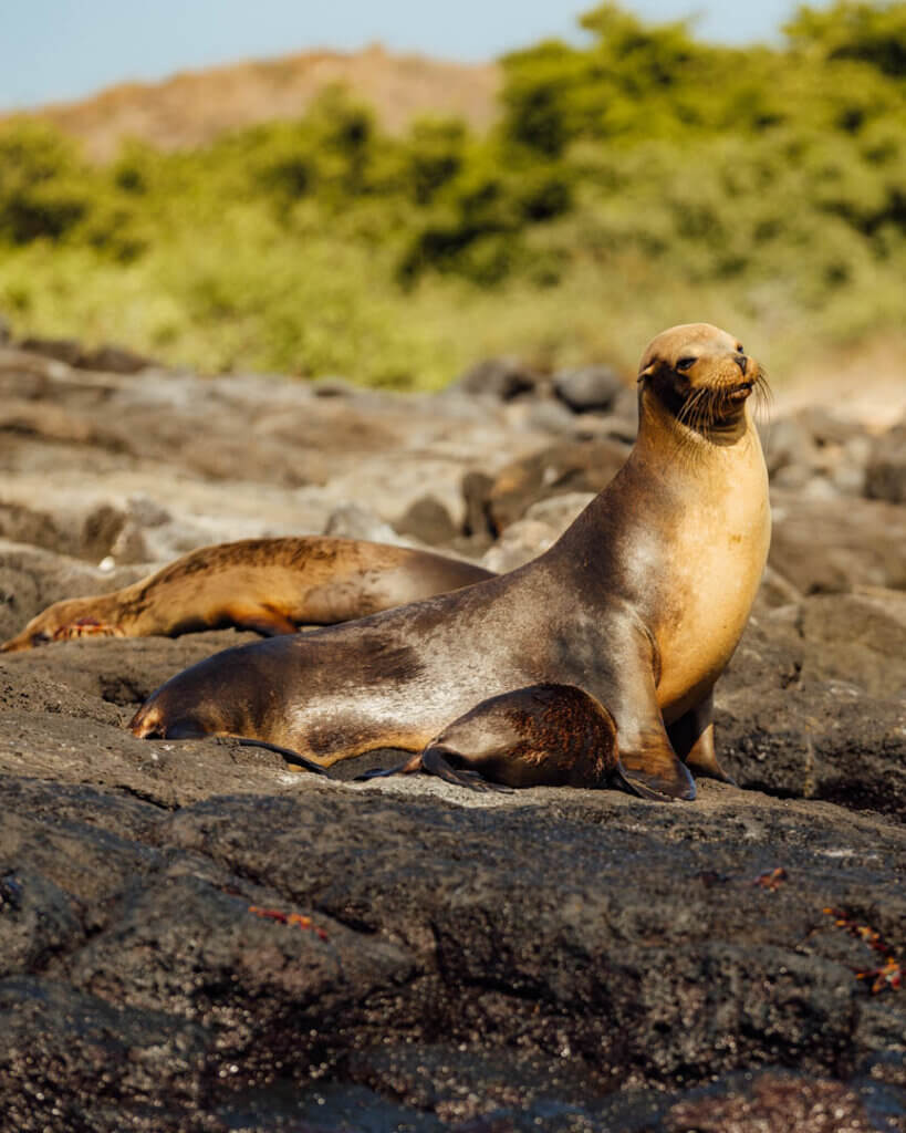 Seals on Galapagos Islands small ship cruise