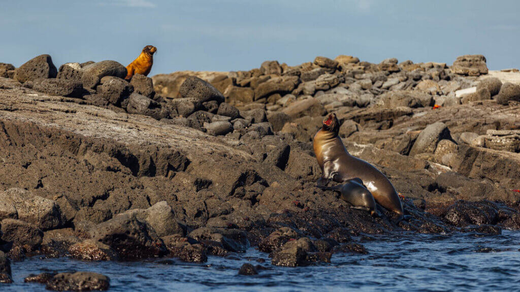 sea lions resting on rocks at Cormorant point Galapagos Islands