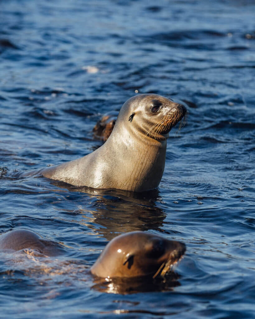 sea lion pups in the ocean in Cormorant point Galapagos Islands