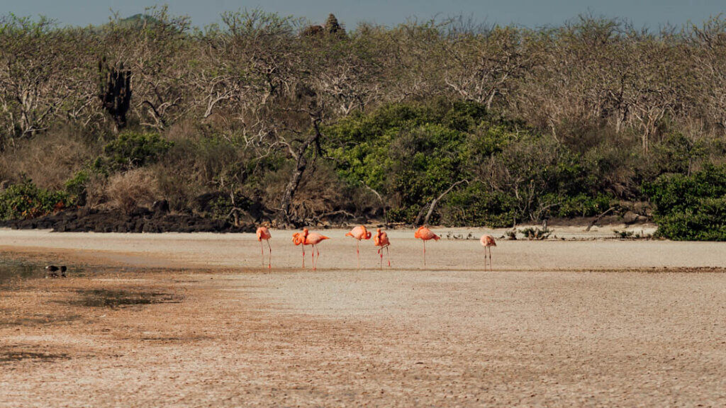 flamingo colony on Isla Floreana trip on galapagos eco luxury cruise