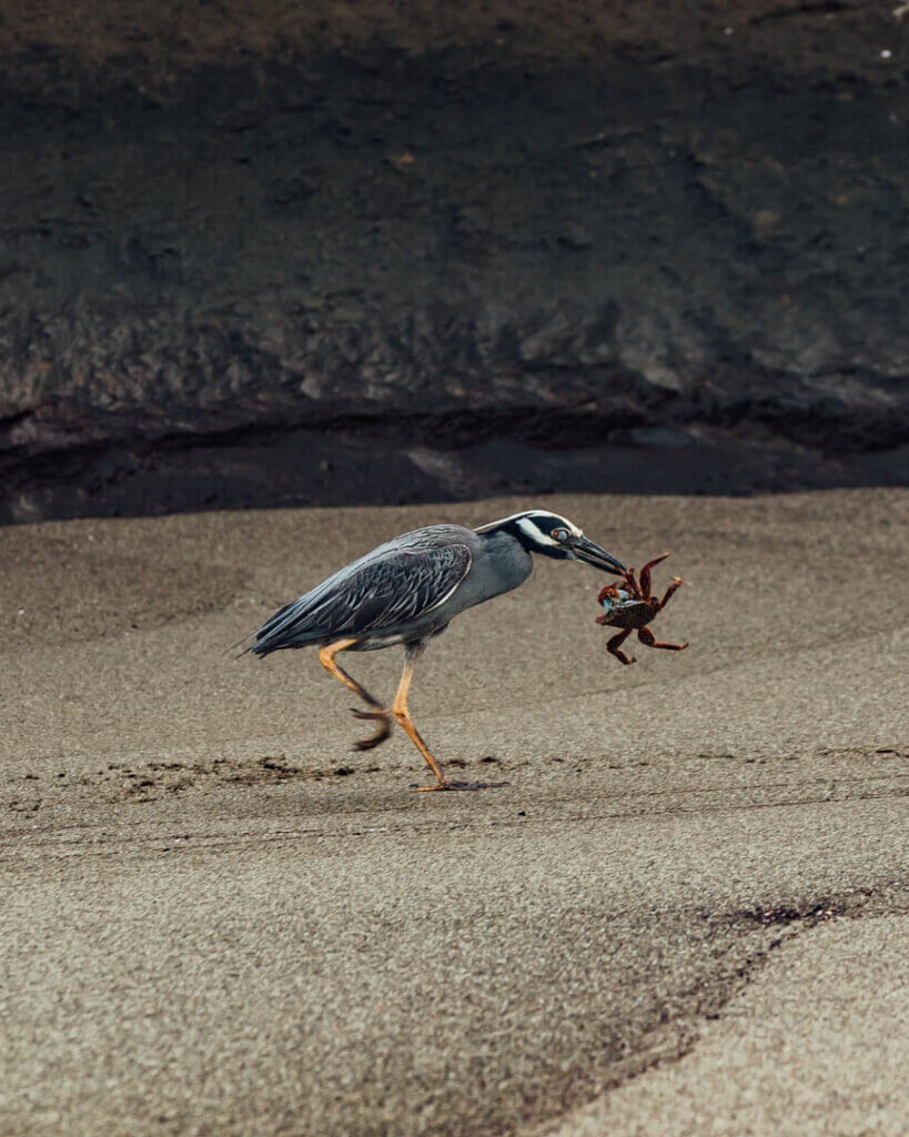 Wildlife shot of bird eats crab in Galapagos Islands itinerary