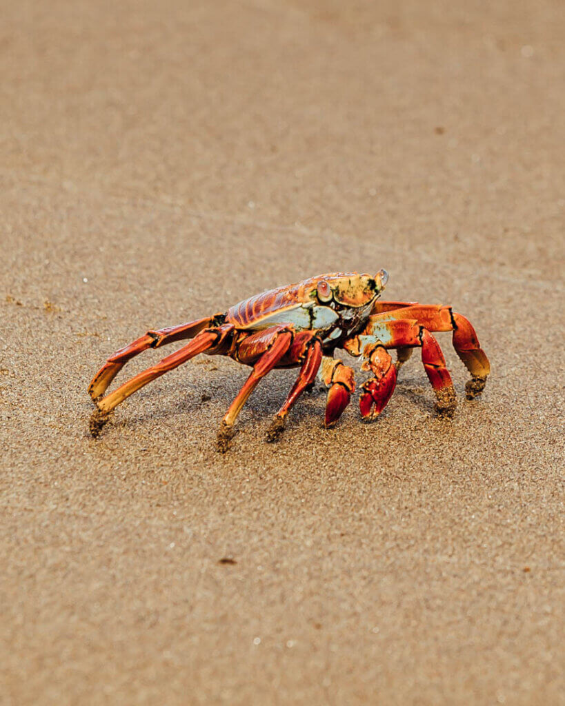 sally lightfood crab on Floreana Island