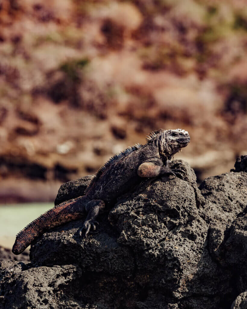 Galapagos sea iguana on rocks in Isla Floreana