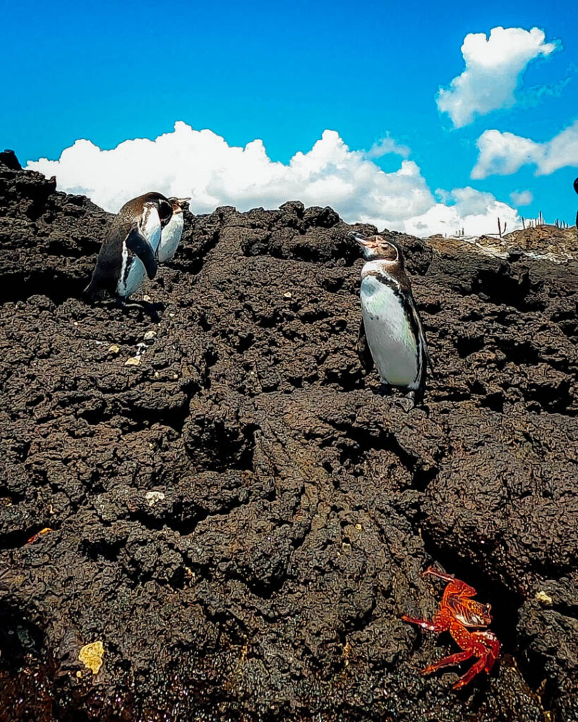 penguins resting on rocks  on Galapagos Cruise at Sombrero Chino