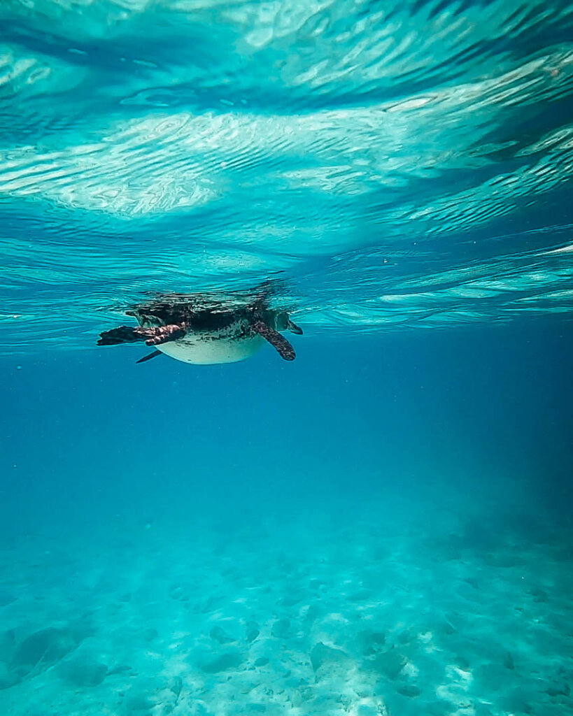 Penguin in tropical water spotted on Galapagos Islands itinerary