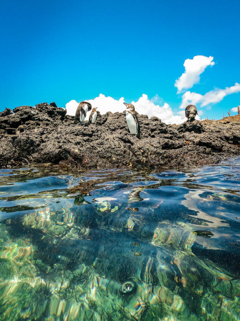 three penguins spotted on Galapagos Islands itinerary on Sombrero Chino