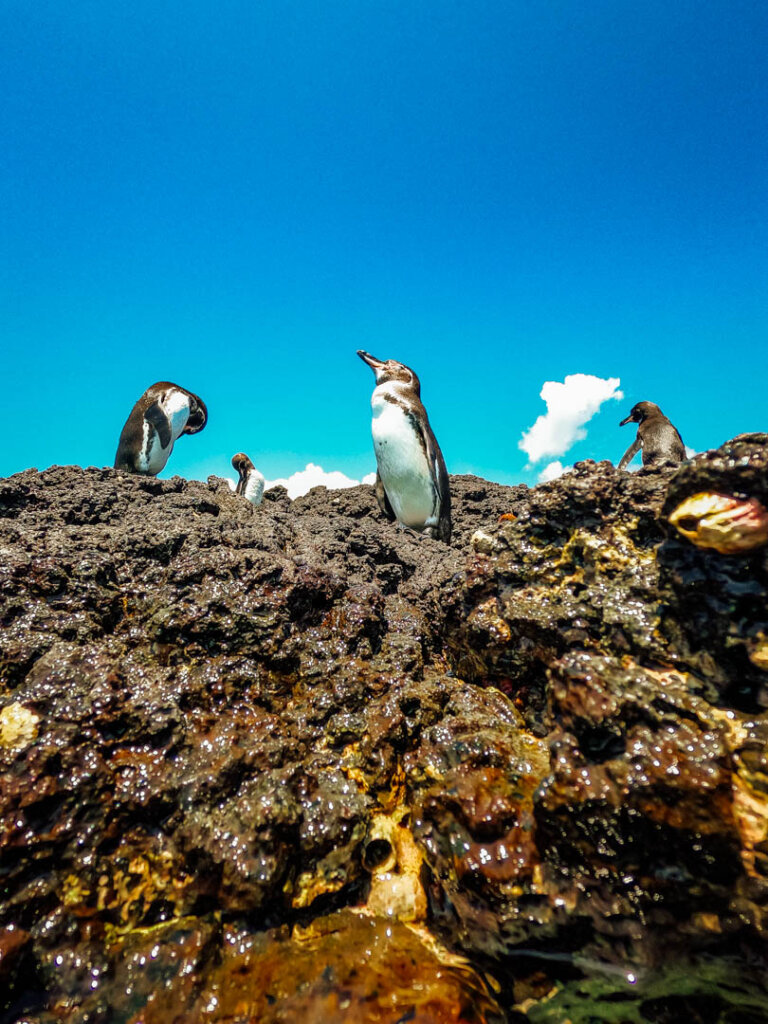 penguins on rocks at Sombrero Chino while on Galapagos Islands itinerary