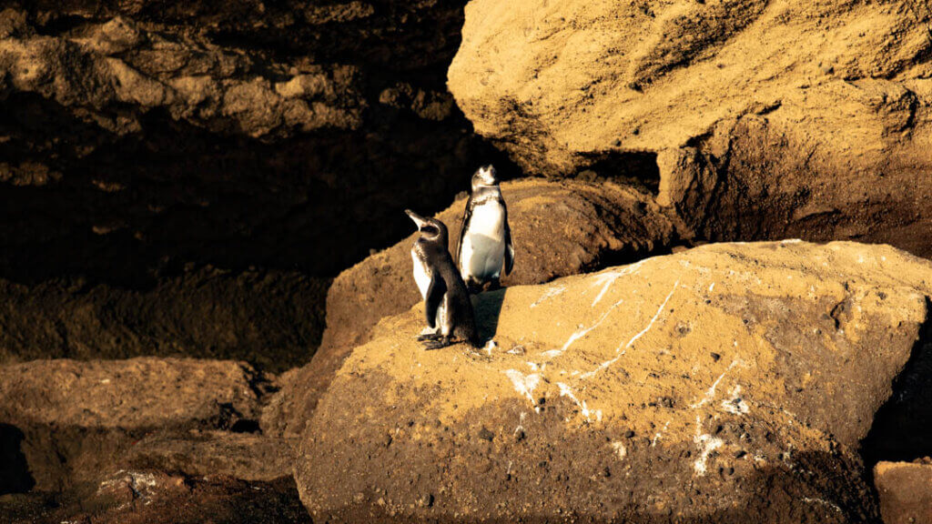 Galapagos Penguins on Bartholomew Island