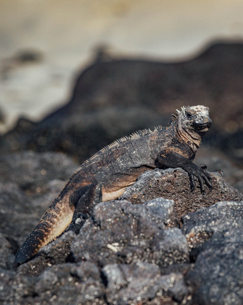 black sea iguana which you can see on  on Galapagos Cruise at Sombrero Chino