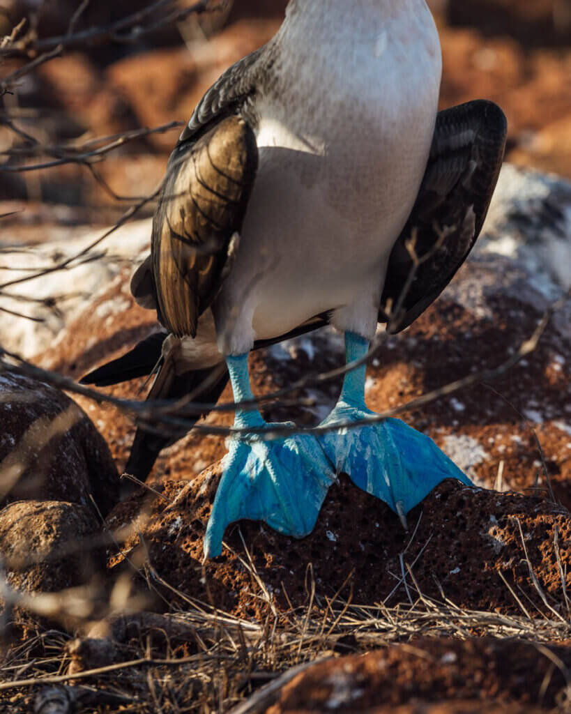 Blue footed boobie bird on North Seymour Island Galapagos Islands