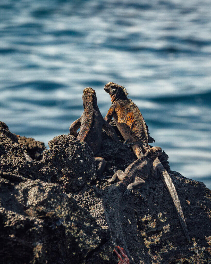Two sea iguanas resting on the rocks  on Galapagos Islands itinerary at Sombrero Chino
