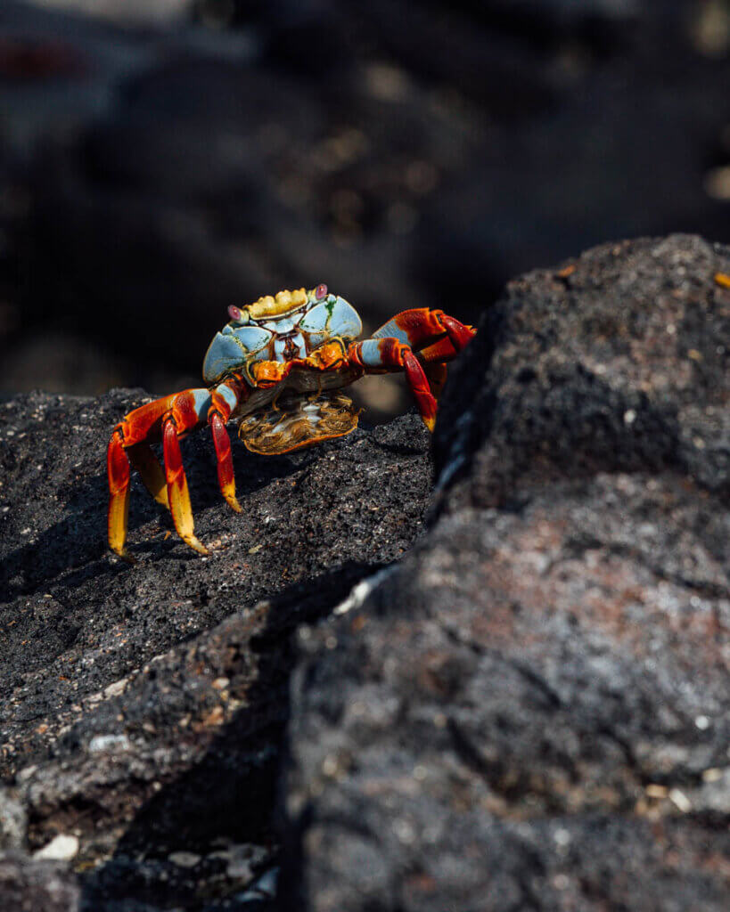 Crab as part of Wildlife photography assignment in Galapagos Islands