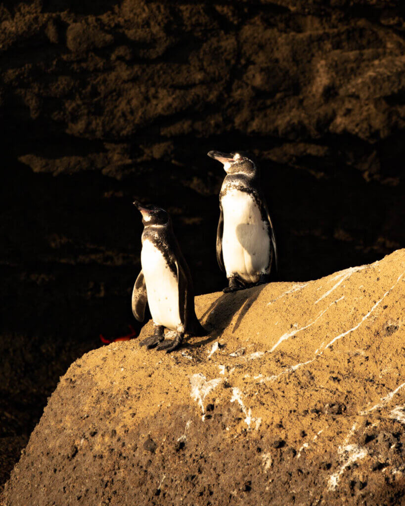 two penguins in Galapagos Islands -Bartholomew Island - Galapagos Islands itinerary