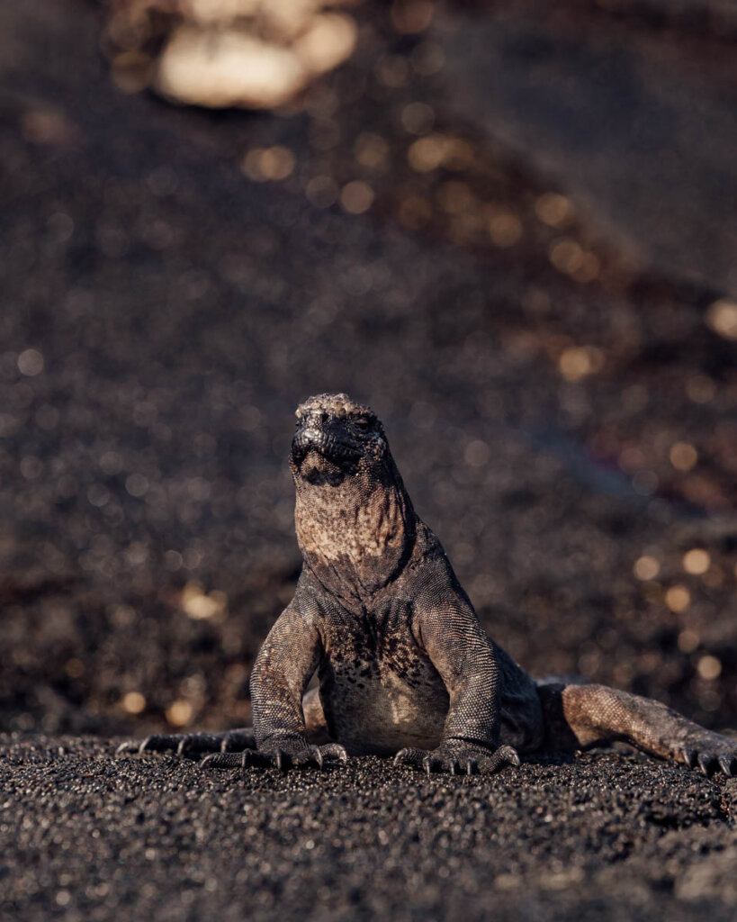 Wildlife photography in Galapagos Islands Iguana