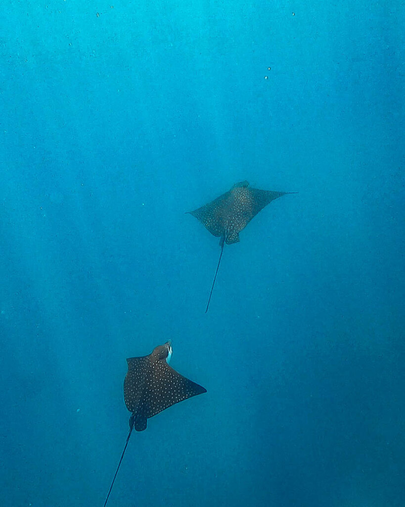 thw spotted sting rays spotted on galapagos eco luxury cruise on North Seymour Island