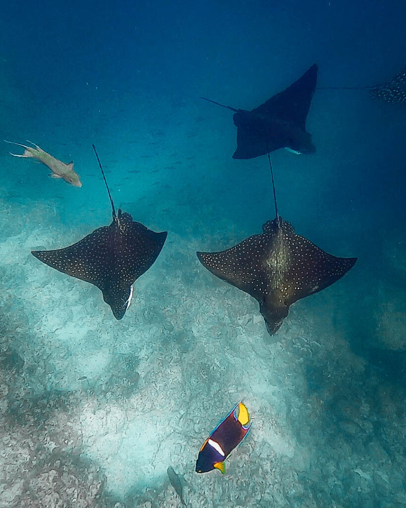 three spotted stingrays seen while snorkeling on North Seymour Island on Galapagos Islands itinerary