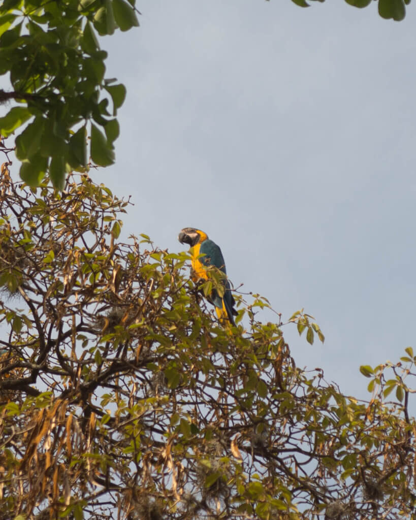 Vibrant Wildlife: Encountering a Macaw at Caracas Parque del Este on My Venezuela Travel Itinerary
