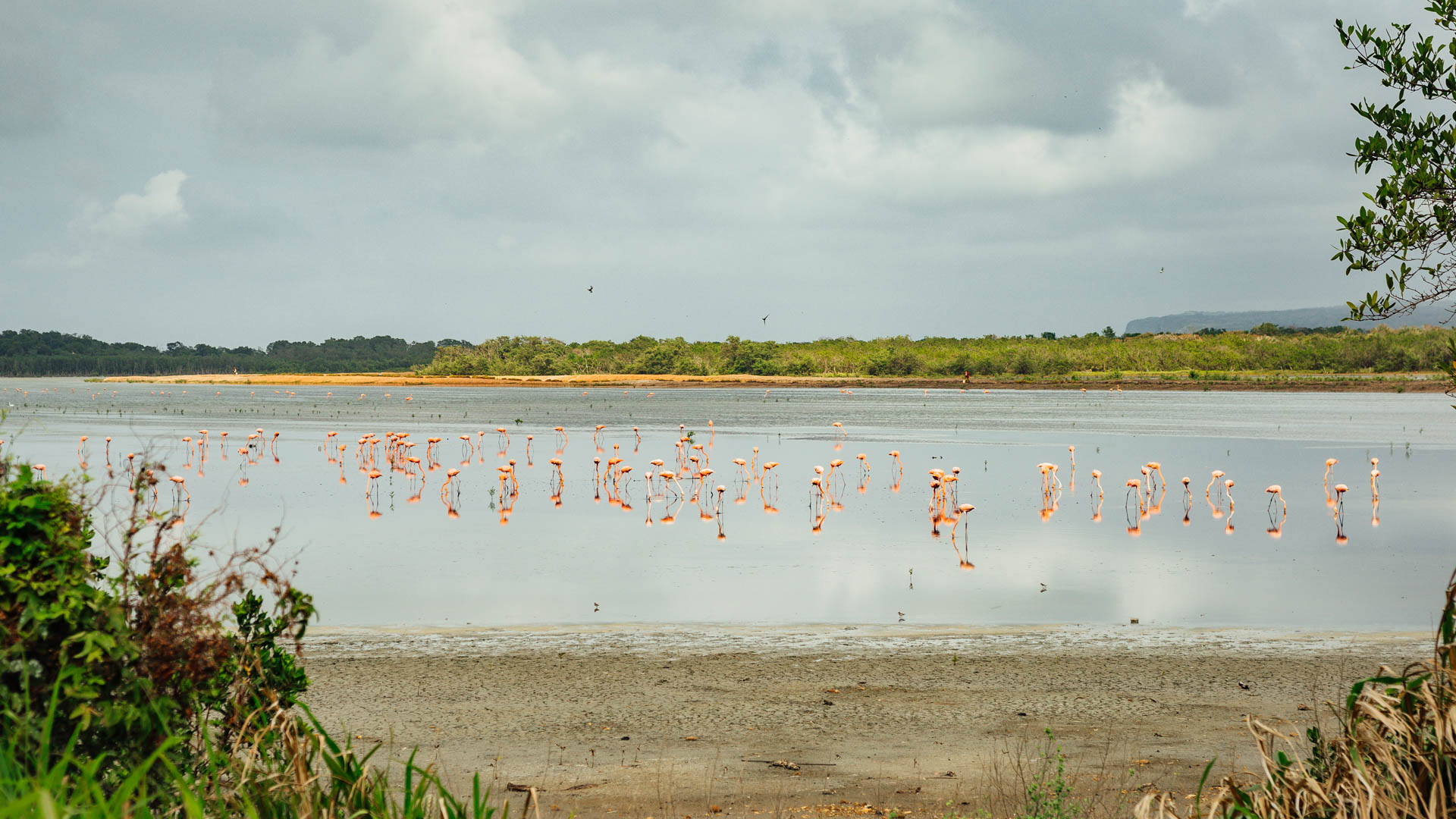 Nature's Splendor: Discovering a Lagoon Full of Flamingos in Morrocoy on My Venezuela Travel Itinerary