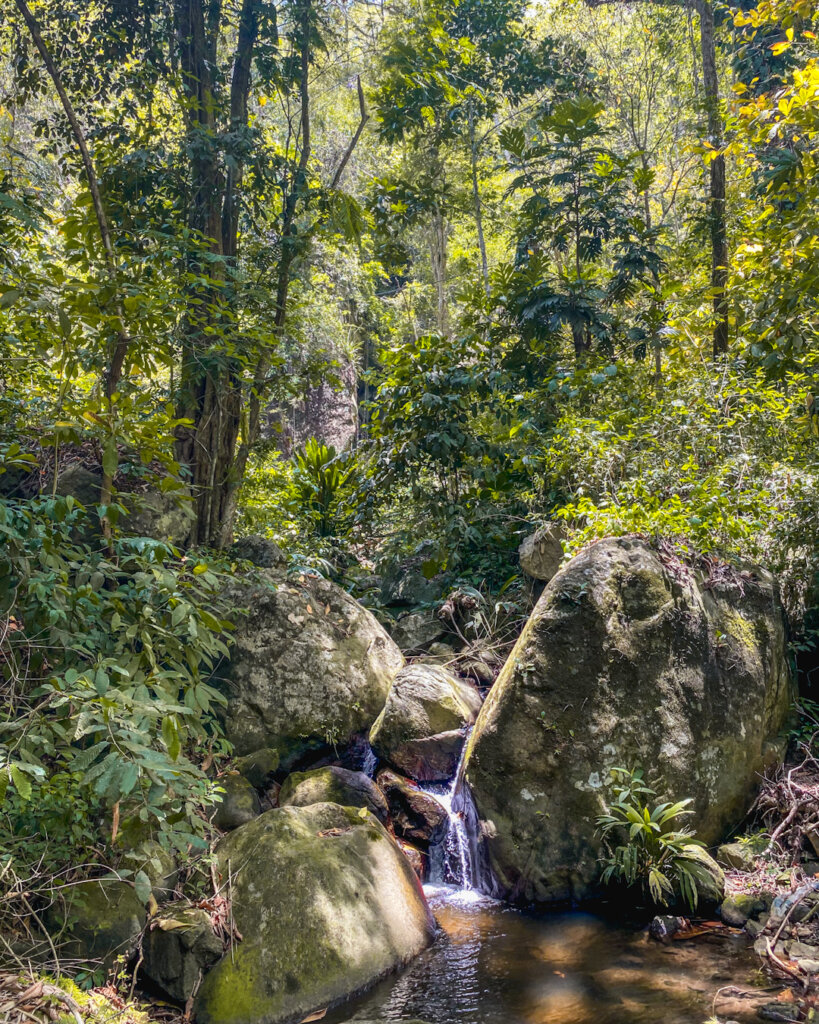 Nature's Abundance: Exploring the Verdant Beauty of Choroni on My Venezuela Travel Itinerary